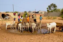da Senegal in Mostra  2011 © Vittorio Errico