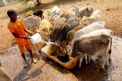 da Senegal in Mostra  2011 © Vittorio Errico