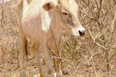 da Senegal in Mostra  2011 © Vittorio Errico