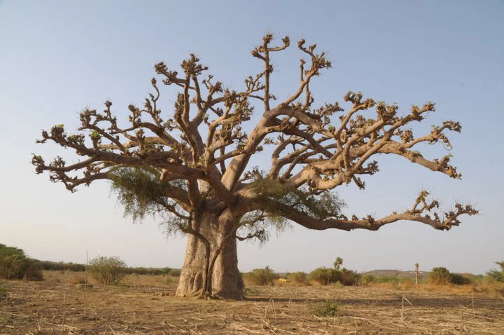 viaggio in africa manca l'acqua in africa baobab senegal