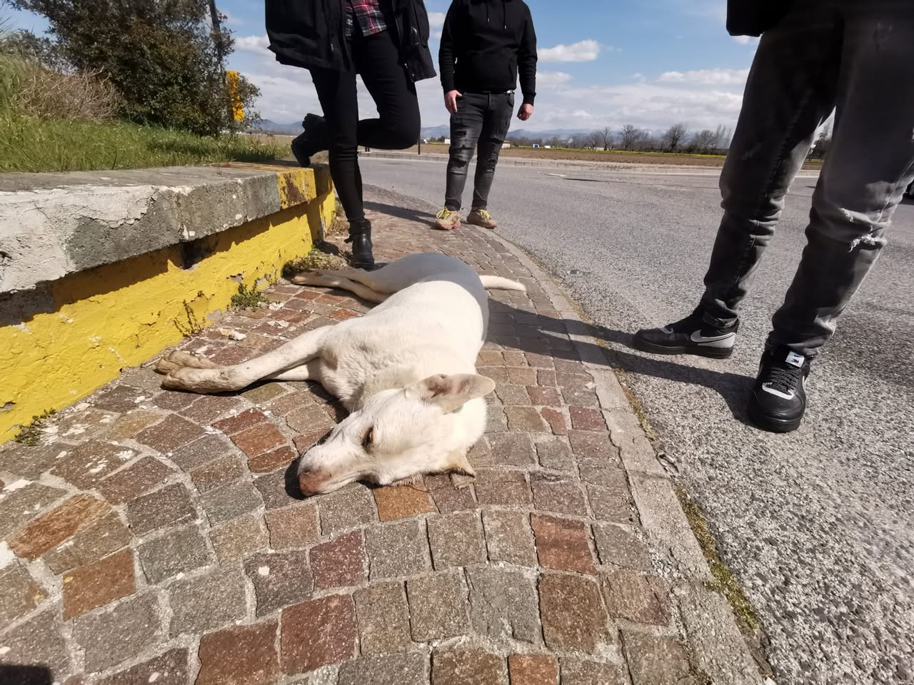 Stamattina, nel bel mezzo di una rotonda, 22/03/2021