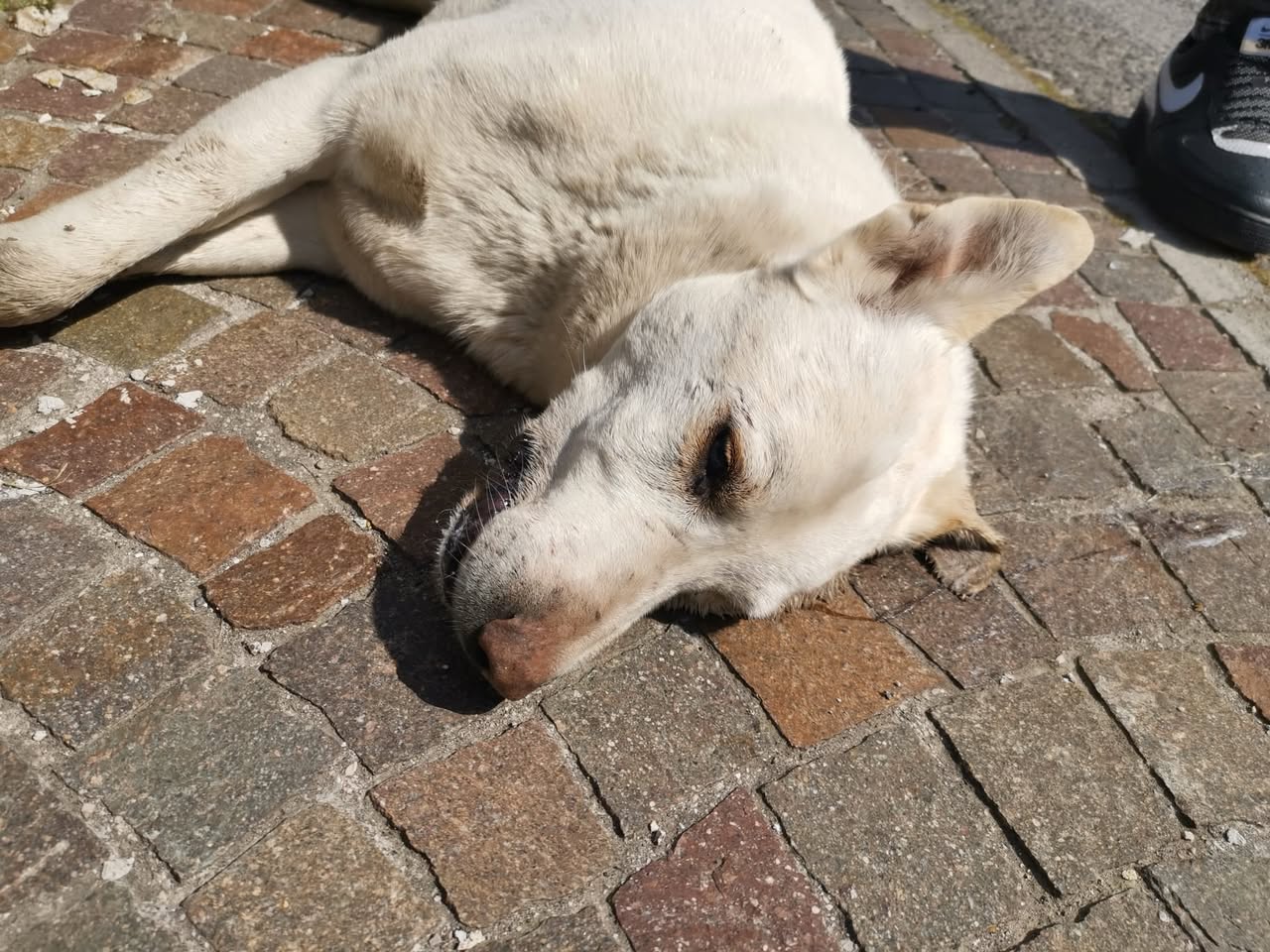 Stamattina, nel bel mezzo di una rotonda, 22/03/2021